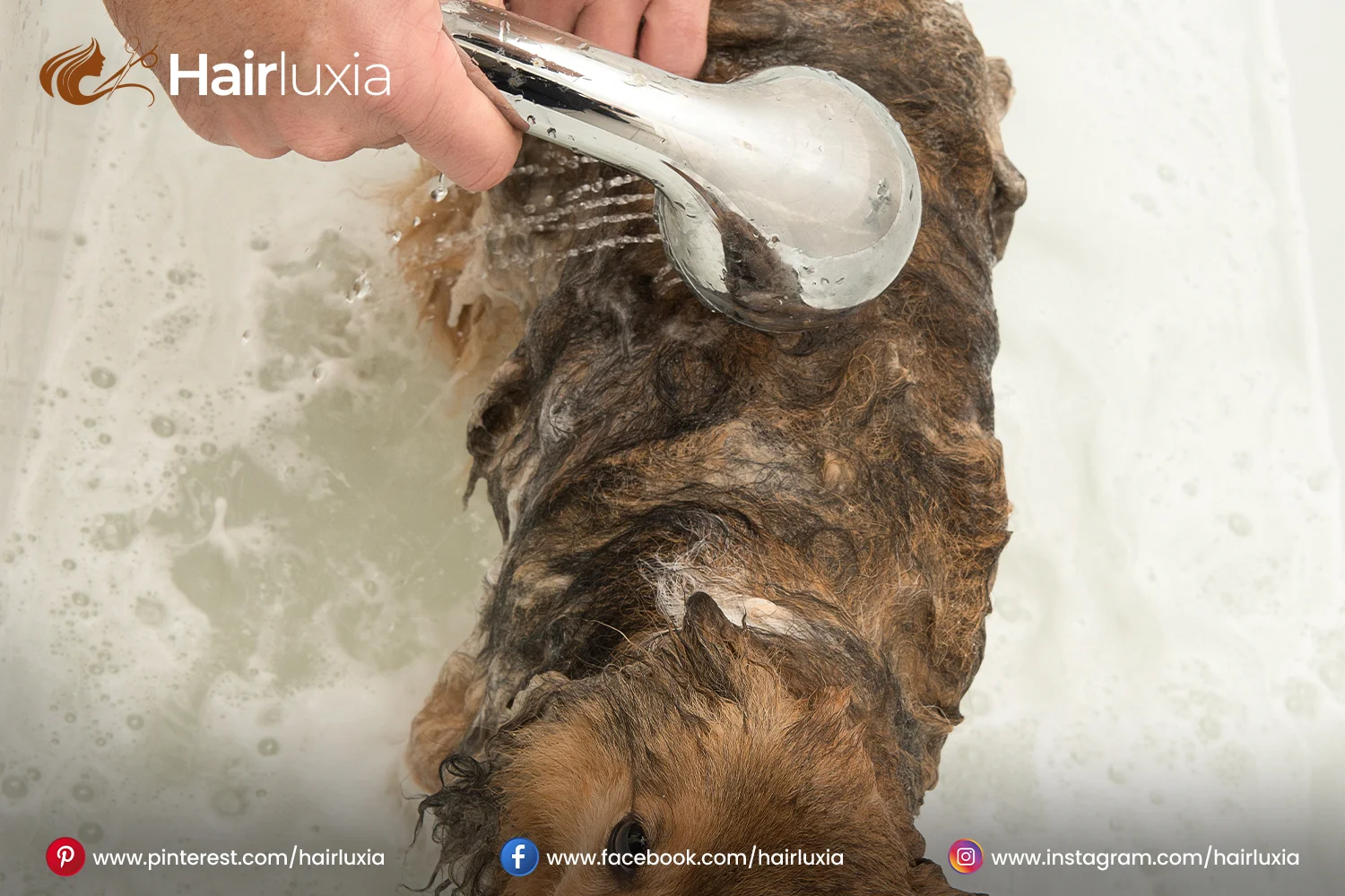 Dog in a Tub with a Hair Trap